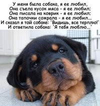 Демотиваторы: объявление, котики, работа