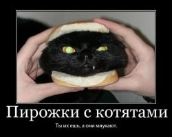 Демотиваторы: объявление, котики, работа