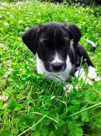 Норушка моя. Артистичная и элегантная.