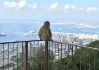 одна из этих на этом же месте у нас очки от солнца и бутылку воды утащила.. Наверное ходит теперь в очках, модница