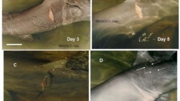 я бы поставил на вершину пищевой цепочки дельфинов во первых они очень социальны , в группе они сильны и практически непобедимы , интеллект позволяет менять тактики учиться и вырабатывать новые способы охоты . к особенностям можно отнести регенерацию , смену покрова эпидермиса каждые 1,5-2 часа , эхолокацию и способность не спать и не чувствовать крупных повреждений которые мешали бы им питаться охотиться и играть.