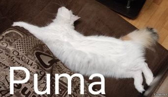 Импортозамещение!