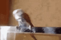 Пингвин наверное...