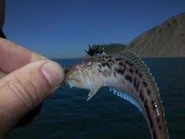 Те рыбы где то далеко и глубоко. А вот морской дракон рядом, в Черном и Средиземном морях. И не дай Бог вам уколоться о его шипы. Осторожно, на видео используется древнешумерская мова, но сути не меняет.