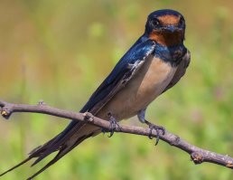 Вершина пищевой цепочки океана, говорите....