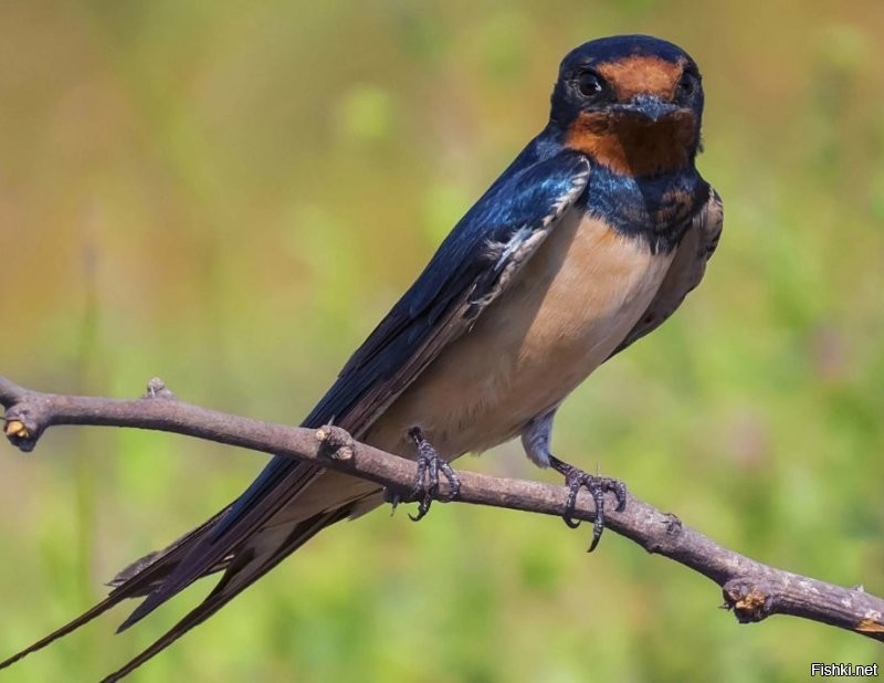 Вершина пищевой цепочки океана, говорите....