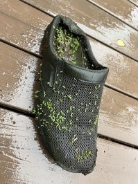 Тапок достали из воды, на него налипла ряска.
Где тут что проросло?