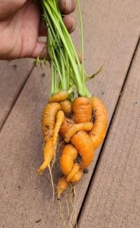 у морковок оргия)