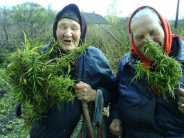 а марихуану пустить с опилками на дсп для перекрытия крыши...