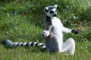 Вы не хотите на природу? Тогда природа идёт к вам!