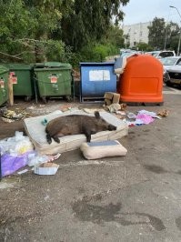 Тем временем в Израиле.