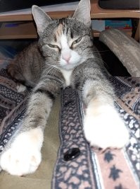 30 фото с главным кошачьим оружием — когтями