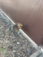 только автору поста неизвестен смысл этого технического решения, потому что он или искусственный интеллект, что сомнительно, так как искусственный интеллект нашел бы аналогии в своей базе, или скорее всего никогда не жил на территории России или СССР.
обычно это была картошка не нитке привязанная к окну.а это дружелюбные соседи усовершенствовали оконный беспокоиватель, работающий от ветра.