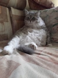 что считать травмой? порез, сделанный недовольным котэ, который полностью заживает только через месяц?
эта кыса умеет нанести порезы так, что вы и не почувствуете :) вжик, и потекла кровь.