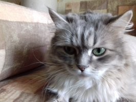 что считать травмой? порез, сделанный недовольным котэ, который полностью заживает только через месяц?
эта кыса умеет нанести порезы так, что вы и не почувствуете :) вжик, и потекла кровь.