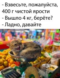 Котейка не простой, по виду гибрид барханного кота. Гибрид первого поколения имеет ценник от 500 тыс.