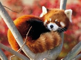Firefox - это не "огненная лиса". Это малая красная панда,