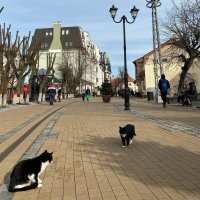 Какая дикая дичь! Единственно оправдательное объяснение этому долбо.е.бизму японская дорогая земля и закон. У остальных это  просто пох.изм и привычка жить в гамне.
 Вот у нас не богатый городок менее 20 тыс населения. Естественно никакого метрА нет и не предвидится. )))) Но вот прямо сейчас происходит реконструкция, благоустройство нескольких улиц и попутно убирают все провода в землю. Это второстепенные, третьестепенные улицы. На главной и многих других улицах уже давным давно нет вообще никаких соплей по воздуху. Грунтовые воды у нас не просто высоко, а часть города. да и вообще области -польдерные земли и не один уже дом стоит на подсыпанном болоте. В дождливое время бывает из дренажных колодцев вода прёт фонтанчиками. Это нифига не мешает подземным коммуникациям. Под землю убраны провода даже в близлежащих посёлках. А если уж есть кое где что то, то не сопли с гнёздами, а один, два провода, аккуратно закреплённые, натянутые на нормальных столбах.