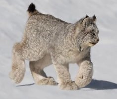 Лапки, лапки.... Главное лапки