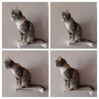 Пикантная котобезуминка идеальных фото