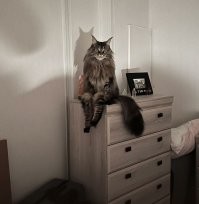 Котики, - это не только тёплые животики...