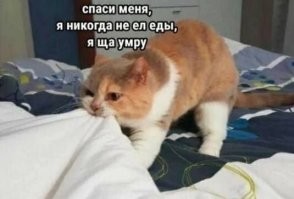 Фотоприколы и&nbsp;прикольные картинки