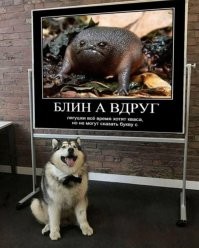 А может они хотят кваса?