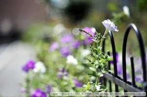 Реально потеря резкости нарастает с увеличением рассояния до объекта. У фотографов есть такой термин - боке.   Передний план резкий, задний размыт, и чем дальше, тем больше. Как-то так: