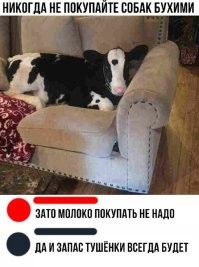 Не думаю, что если бы эта собака была трезвой, то что-то принципиально поменялось