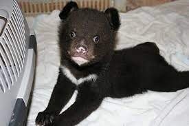 Вот как можно спутать это во первых , во вторых Тибетский Мастиф это самые дорогие собаки в мире .