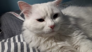 Мои лучше .