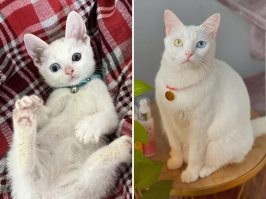 Это ванская кошка. Я в Турции был в питомнике.