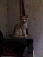 автор темы запрещенные приёмы использует.
Мало кто не лайкнет тему. Разве тот, у кого нет срердца.
Некоторые из тех, кто был и есть мне дорог на фото. Первый полосатик, к сожалению, трагически погиб по молодой глупости   А второй здравствует поныне. Уже года три с хвостиком :).