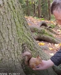Всяких хватает.  У меня на ладони семеки горкой так белки сидели в этой же ладони и щелкали семечки. зачем 10 раз туда сюда бегать?