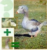 Несерьёзный пост о скрещивании животных