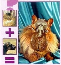 Несерьёзный пост о скрещивании животных