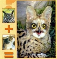 Несерьёзный пост о скрещивании животных