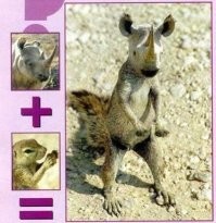 Несерьёзный пост о скрещивании животных