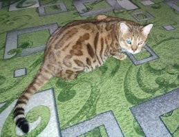 "Шило в ж.пе" по имени Матильда) 
5 лет, а носится за фантиками, как котенок 3-х месячный)