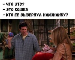 Пушистая драгоценность: 20 самых дорогостоящих пород кошек