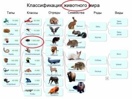 "Многие считают их насекомыми, но это мнение неверное. Клещи – членистоногие из класса паукообразных, относятся к животным."
Что за жертва ЕГ писала это? Классификацию животных хоть проверил бы, насекомые - тоже животные, тип "хордовые", класс "насекомые"