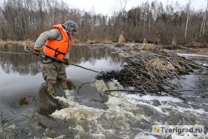 Это так, на вскидку.
Три садоводства в Кингисеппском районе затопило из-за бобров
Бобры устроили потоп в Кирове
Под Тверью спасатели разобрали бобровую плотину
