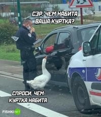 Это гусь! Гусиным пухом куртки не набивают