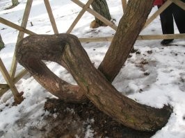 Куршская коса.  "Танцующий лес"