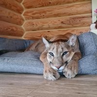 Месси уже давно в доме живет.