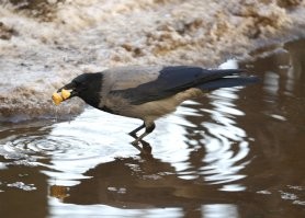 Имеют ли вороны свое собственное сознание?