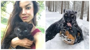 Есть еще одна классная пантера, живет в Сибири. От нее отказалась мать в зоопарке, а люди приютили. Живет в семье с ротвейлером.  Есть канал на Ютьюбе.