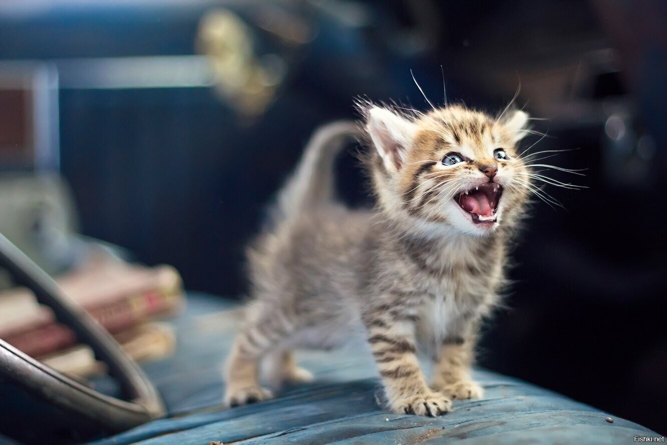 Кот мяукает. Звуки кошечек. Котенок мяучит. Которые коты мяукают. Голос мяуканья кота.
