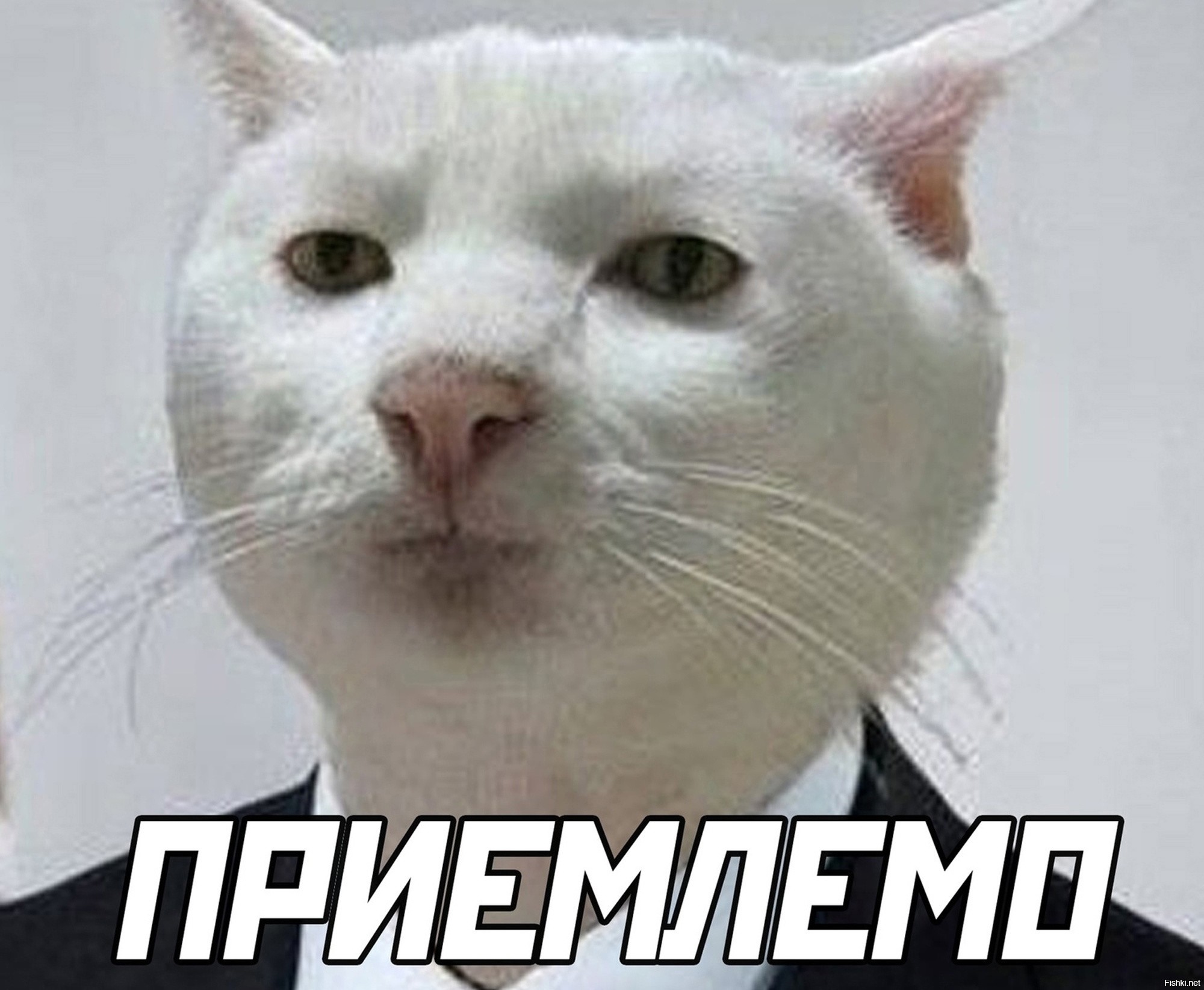 Плачущий котик