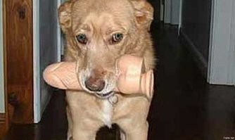 Это всё для тебя: животные, которые подарили хозяевам самое дорогое